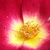 Rdeče - rumena - Park - grm vrtnice - Meimick